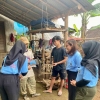 Membangun Desa: Mahasiswa UM Ajak Budidaya Ciplukan di Benjor, Tanaman Liar yang Kaya Manfaat
