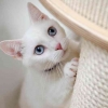 Kucing Putih Bermata Biru