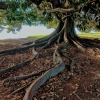 Kisah Tangisan di Bawah Pohon Ara