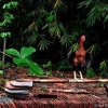 Akankah Si Ayam Jantan Bertengger dan Berkokok?