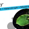 Elysia Chlorotica, Siput Laut yang Mampu Ber-Fotosintesis