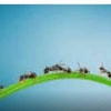 Petualangan Semut