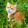 Wawancara dengan Oyen, Kucing Paling Menggemaskan di Dunia