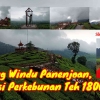 Wayang Windu Panenjoan, Sensasi Perkebunan Teh 1800 MDPL