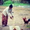 Makna Filosofis dari Cara Ibu Memberi Makan Ayam