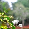 Butiran Hujan di Pucuk Bunga Kertas