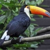 Harganya Bikin Dompet Nangis, Inilah 5 Burung Termahal di Dunia