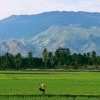 Petani: Pahlawan Ekonomi Nusantara yang dalam Krisis Regenerasi