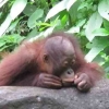 Dampak Kerusakan Hutan terhadap Perubahan Perilaku Orangutan