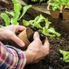 5 Tips Sederhana untuk Mulai Berkebun