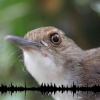 BirdNET, Cara Mudah Identifikasi Burung Hanya dari Kicauannya