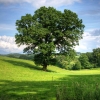 Gerakan Satu Juta Pohon: Dimulai dari Satu, dari Diri Kita Sendiri, dari Saat Ini