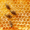 Lebah Madu Pun Perlu Divaksin