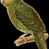 Kakapo Burung Langka yang Hanya Ada di Selandia Baru