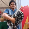 Bingung Pilih usaha, Ternak Ayam Brahma Aja