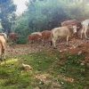 Pastoralisme: Pengetahuan Lokal Pemeliharaan Ternak untuk Ketersediaan Pangan