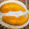 Lai, "Durian Oranye" Endemik Kalimantan