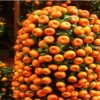 Makna Buah Jeruk Mandarin di Tahun Baru Imlek