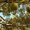 Prospek Kesejahteraan dari Buah Durian yang Menuai "Jatuh Bangun"
