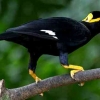 Magiao, Sang Burung Endemik, Pusaka dari Pulau Nias