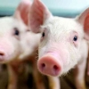 Wabah Virus ASF Kembali Mengguncang Relung Batin Peternak Babi di Kampung