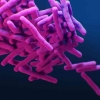 Tuberculosis: Apa itu? Bisakah Ditularkan oleh Hewan?