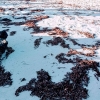 Rumput Laut sebagai Anti Aging