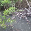 Mengintip Lahan Basah dari "Mangrove Trail" Taman Nasional Baluran