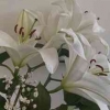 White Lily - A Poem