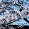 Sehelai Kaos Cantik Bergambar Sakura