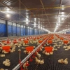 Kumpulan Hoaks Ayam Broiler yang Patut Kamu Ketahui