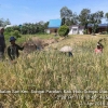 Mengenal Agroekosistem di Indonesia