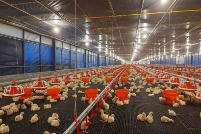 Kumpulan Hoaks Ayam Broiler yang Patut Kamu Ketahui