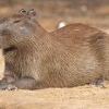 Mengenal Capybara "Mas Bro" Si Pengerat Terbesar di Dunia