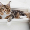 5 Langkah Penting dalam Merawat Kucing Betina Setelah Sterilisasi