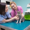 Tindakan Pertolongan Pertama untuk Kucing Keracunan: Cara Melindungi Hewan Peliharaan Anda