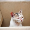 Pentingnya Vaksinasi Kucing untuk Mencegah Virus Leukemia Kucing