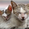 Virus Calici pada Kucing: Gejala, Diagnosa, dan Cara Mengobatinya