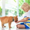 12 Makanan Aman untuk Kucing Anda: Camilan Sehat yang Bisa Diberikan dari Dapur Anda