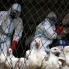 Wabah Flu Burung Kembali Menghantui Dunia, Indonesia Perlu Waspada