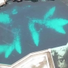 Kiska, Si Paus Orca Terakhir di Penangkaran Marineland