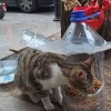 Kucing Istanbul