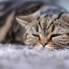 Penyakit Herediter pada Kucing: Pentingnya Pemahaman dan Tindakan Pencegahan