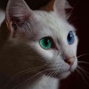 3 Fakta Menarik Kucing Odd Eye Banyak Menyita Perhatian Cat Lovers