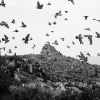 Puisi: Kabar Burung di Bukit Stepa