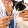 Dosis Combantrin untuk Kucing: Cara Mengatasi Infeksi Cacing dengan Efektif