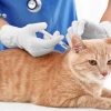 Jenis Vaksin pada Kucing yang Wajib Kamu Ketahui