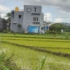 Geliat Petani Sawah Kota Kupang di Tengah Kepungan Gedung