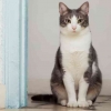 Yuk Kenali Tanda-tanda Kucing Betina Sedang Berahi