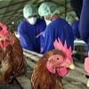Cegah Flu Burung, Simak Langkah Antisipasi Untuk Dinas Kesehatan Hewan, Peternak dan Asosiasi